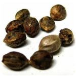 Семена марихуаны АК-47  (Seeds AK-47) в Добрянке